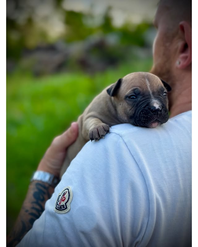 Cartel x Medellin American Pitbull Terrier female pup