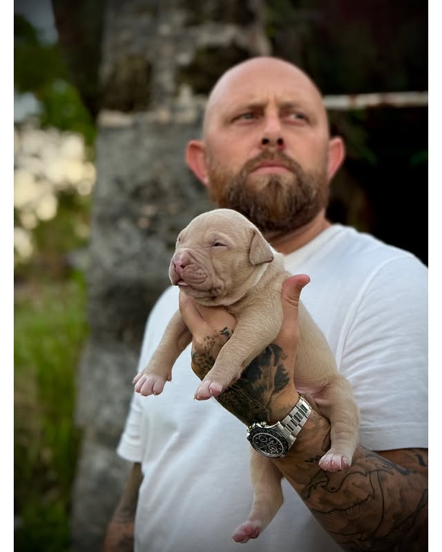 Cartel x Medellin American Pitbull Terrier male pup