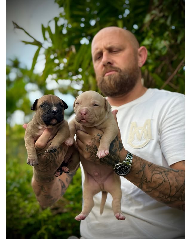 Cartel x Medellin pups