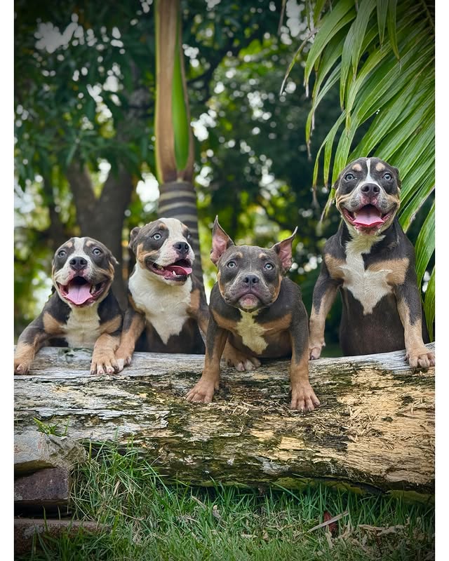 American Bully pups available