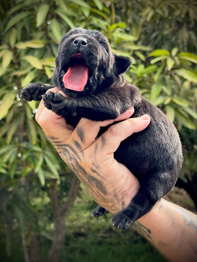 Cane Corso from the Noah x Alora program