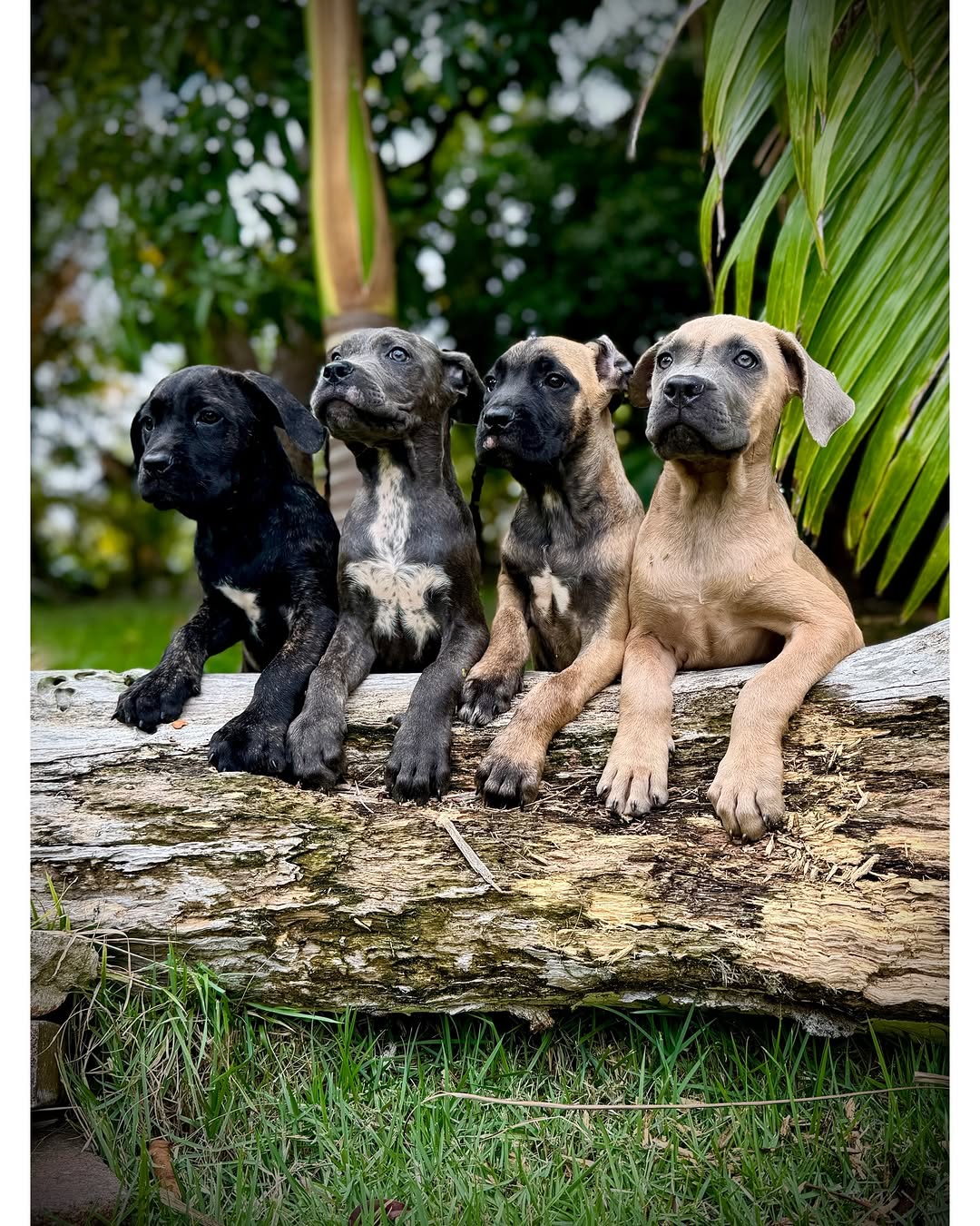 Cane Corso female pups available