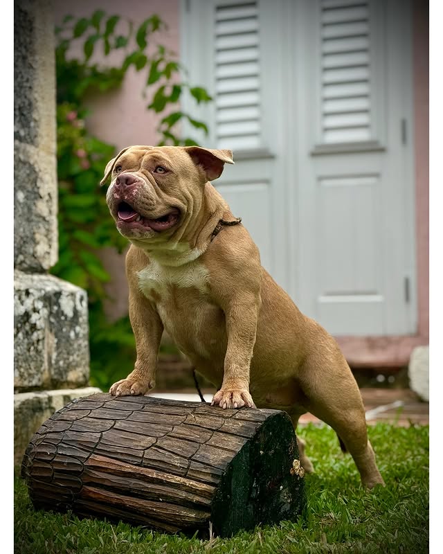 Kingdom's True, American Bully female